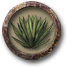 Datei:Job agave.png