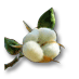 Datei:Cotton.png