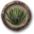 Job agave.png